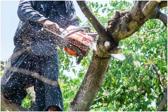 tree services Seabeck